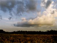Skyline in Chitwan National Park