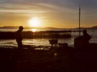 A (mad) swimming cow and sunset over Lago Titicaca