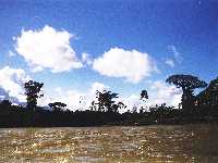 Amozon rainforest