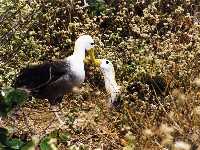 Albatrosses trying to mate