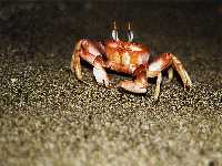 Small crab